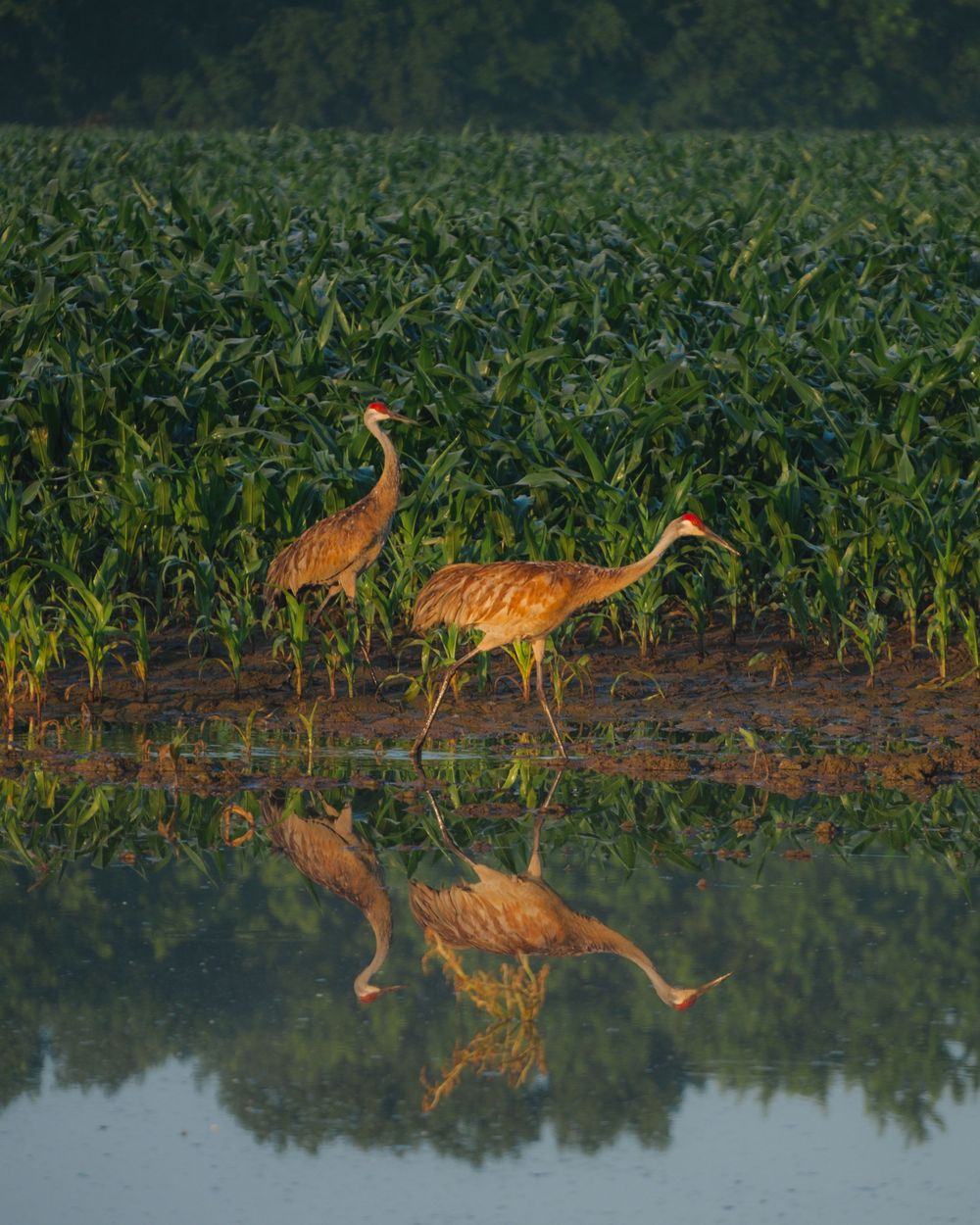 Nature and landscape photography by David J. Manning.