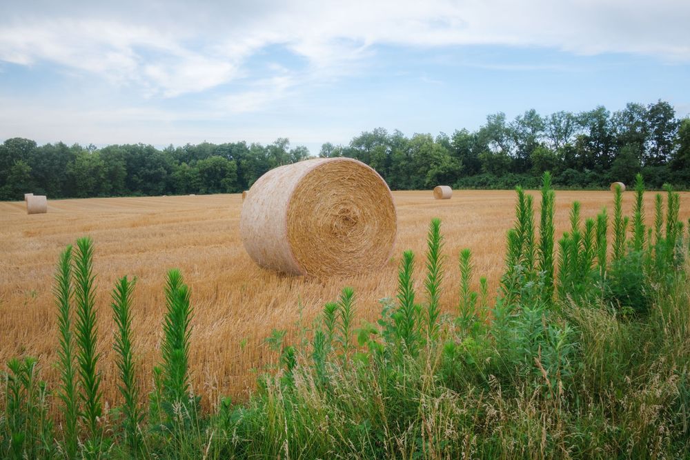 Nature and landscape photography by David J. Manning.