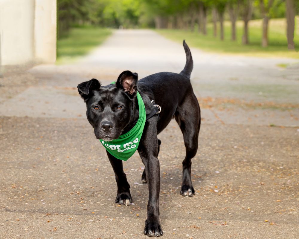 Black dog wearing a green bandana walks on a gravel path surrounded by trees.
