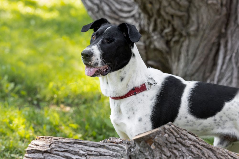 Black and white dog with red collar resting on a log outdoors near a tree.