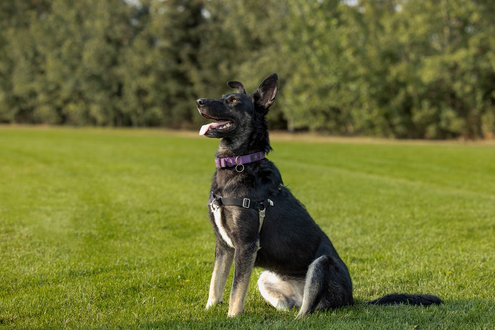 A black and tan German Shepherd dog sits on green grass wearing a purple harness, mouth open, trees in background.