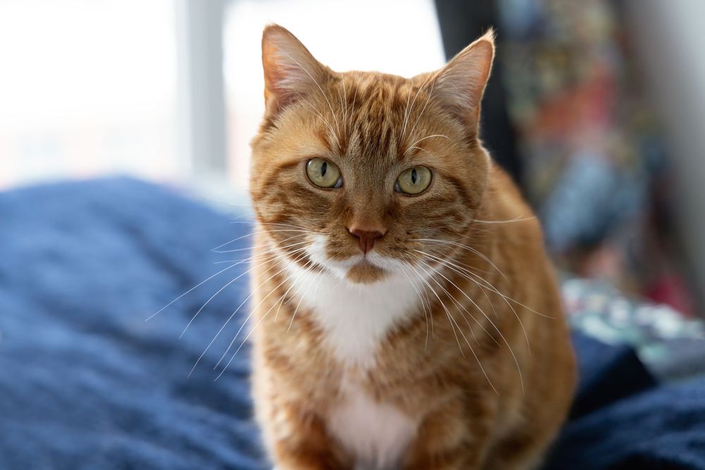 An orange tabby cat with green eyes and white chest fur sits attentively on a blue surface near a window.