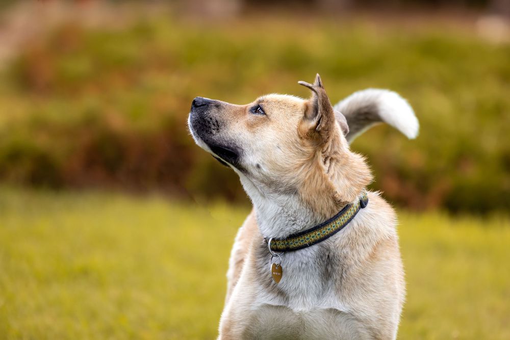 A golden Labrador mix dog wearing a green collar looks upward attentively while standing on a grassy lawn.