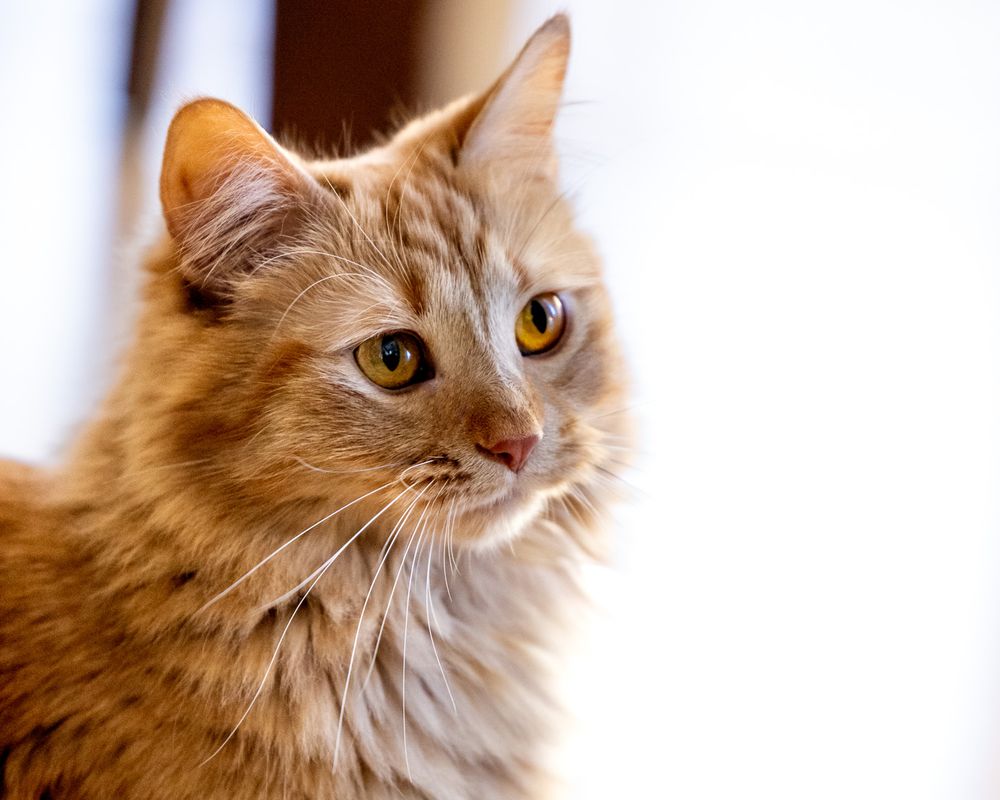 A fluffy orange tabby cat with golden eyes and long whiskers gazes intently, set against a soft white background.