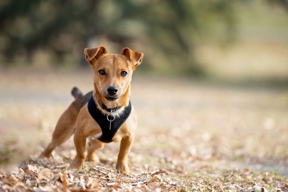 A small brown dog wearing a black harness stands alert on fallen autumn leaves in a sunlit park.