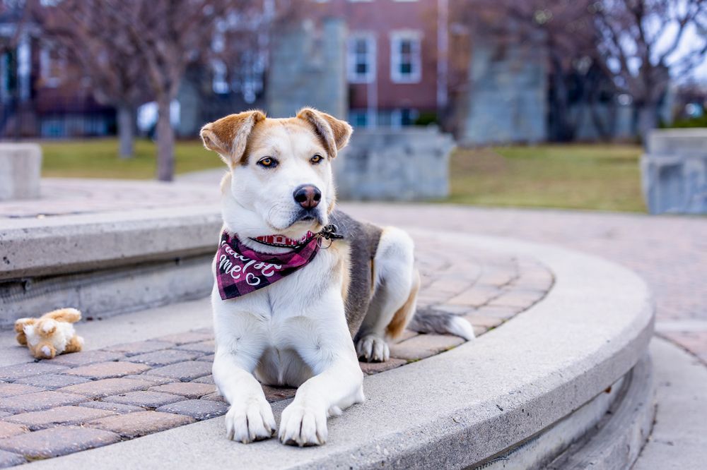 A white and brown dog wearing a pink bandana sits on stone steps outdoors near a brick building.