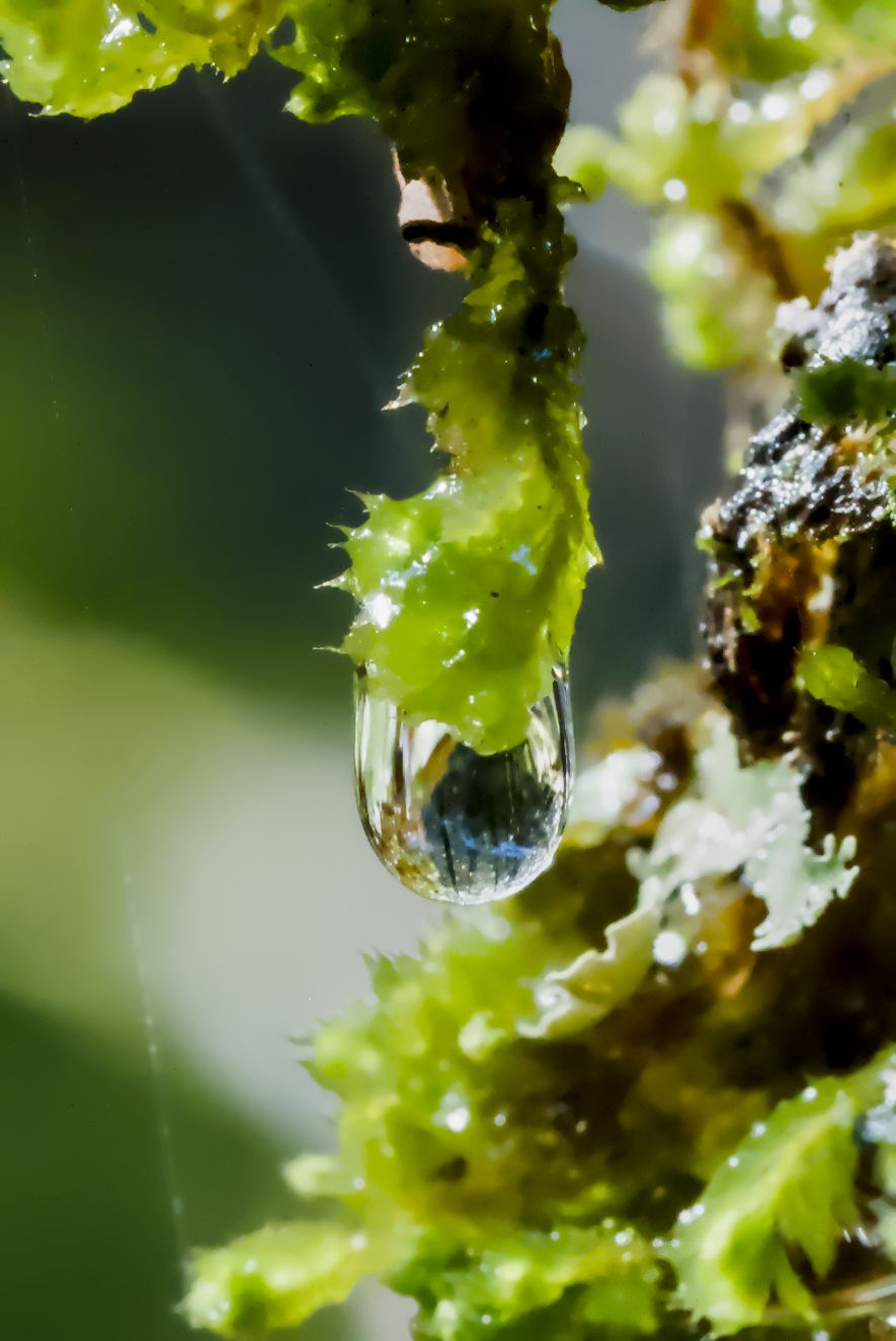Close-up of a water droplet hanging from vibrant green moss, reflecting light in a lush natural setting.