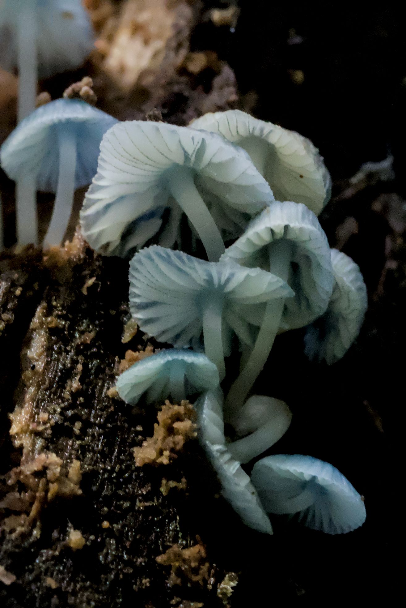 Cluster of delicate pale blue-white mushrooms growing on dark tree bark in a moody, atmospheric close-up shot.