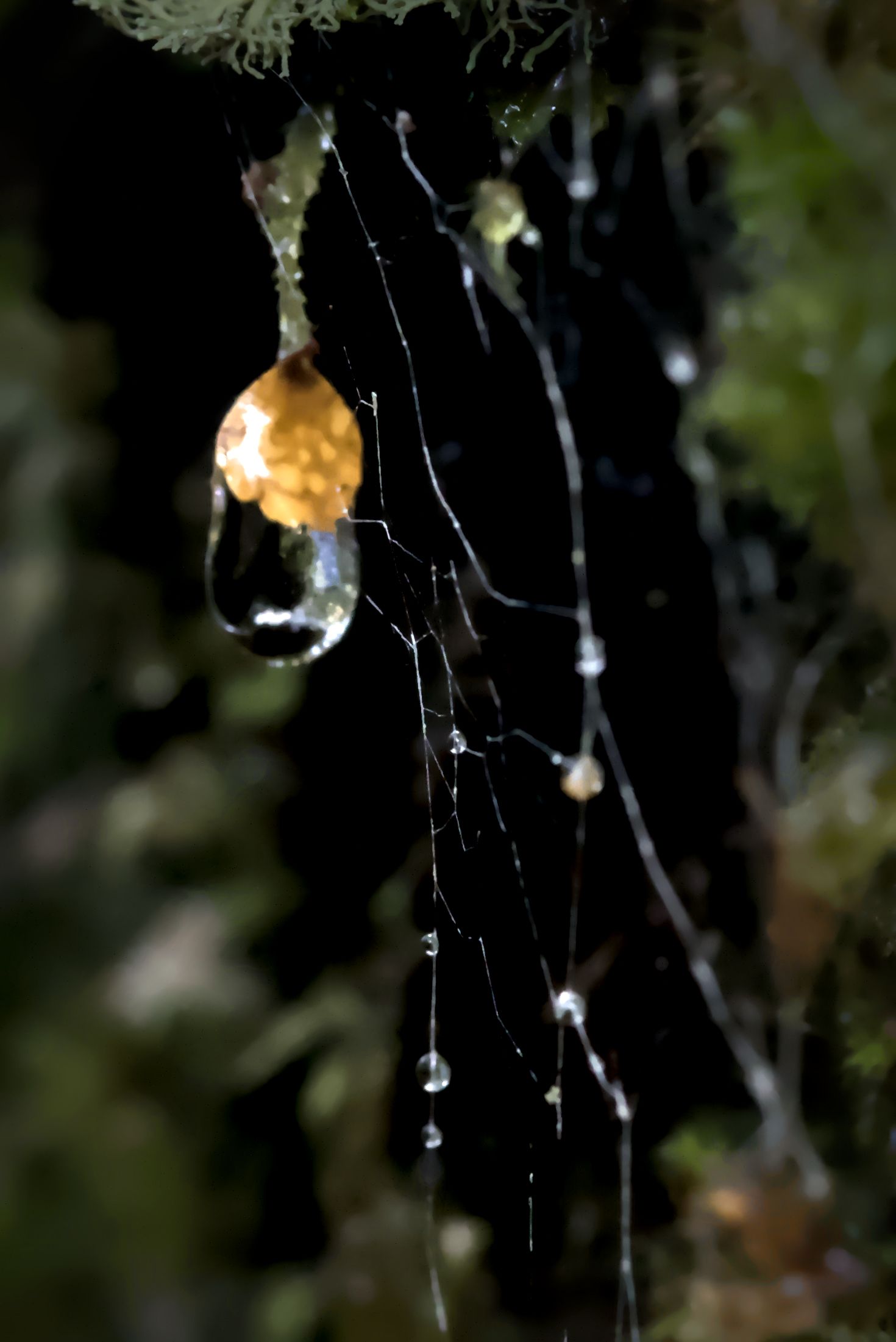 Close-up of a spider web with water droplets and a small yellow fruit hanging in dark forest foliage.