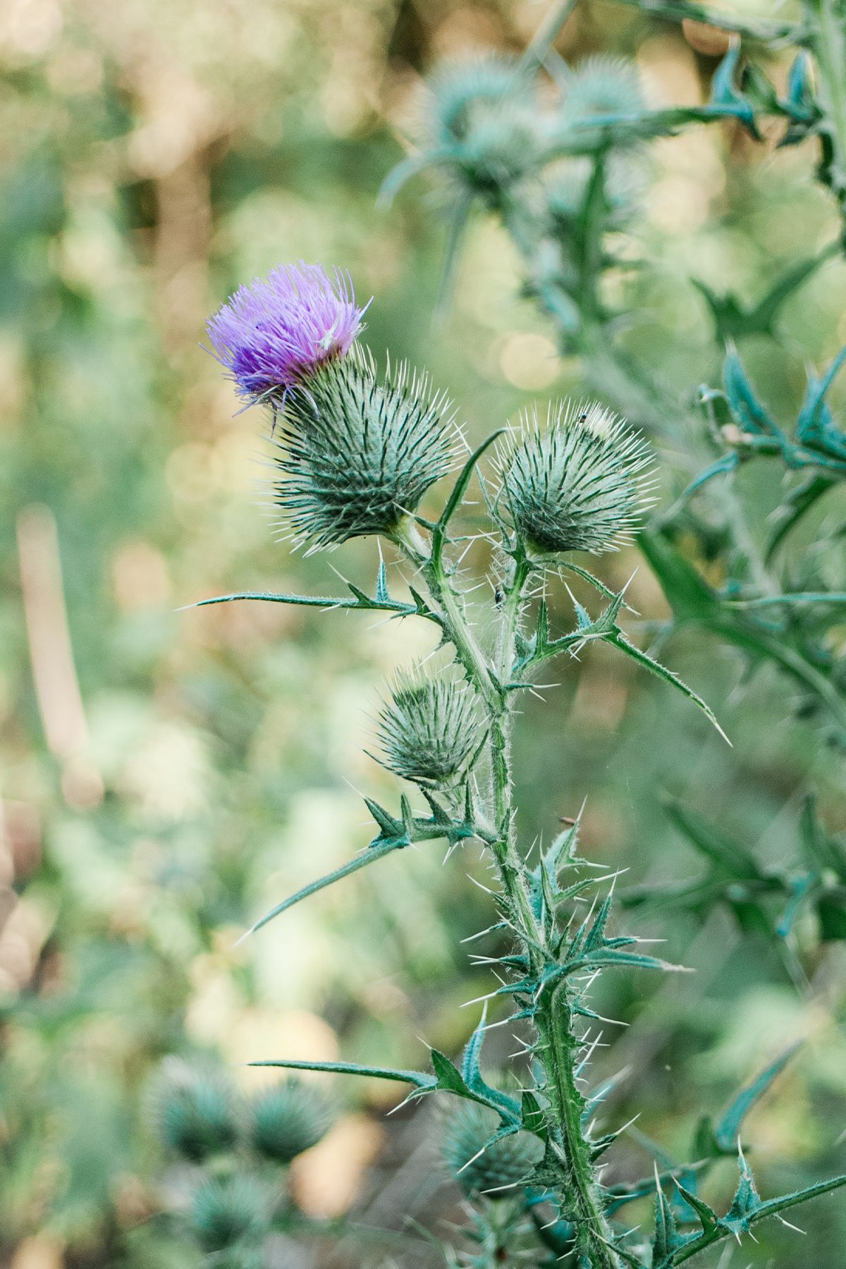 A purple spear thistle flower blooms among spiky green buds and foliage in a natural outdoor setting.