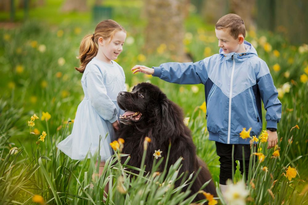 Dog portrait by little wonderland photography widnes cheshire near warrington, runcorn, St Helens, Liverpool, Cheshire