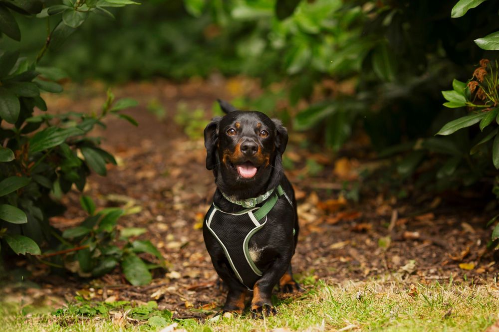 Dog portrait by little wonderland photography widnes cheshire near warrington, runcorn, St Helens, Liverpool, Cheshire