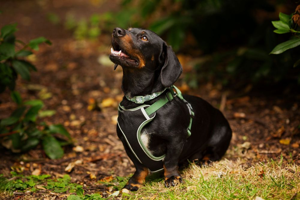 Dog portrait by little wonderland photography widnes cheshire near warrington, runcorn, St Helens, Liverpool, Cheshire
