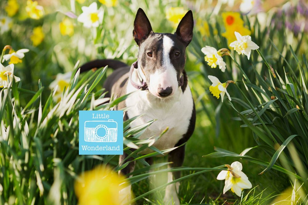 Dog portrait by little wonderland photography widnes cheshire near warrington, runcorn, St Helens, Liverpool, Cheshire
