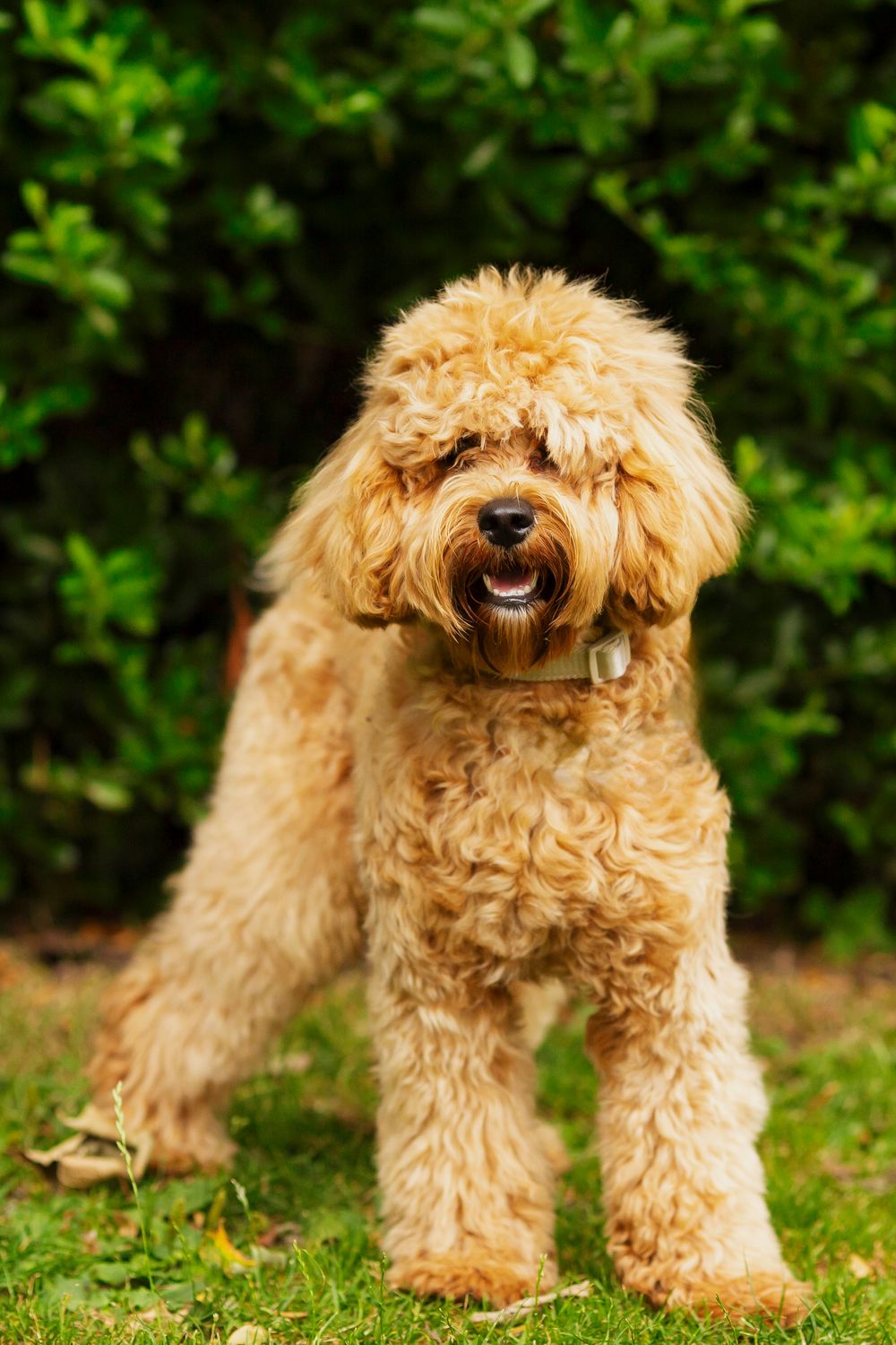 Dog portrait by little wonderland photography widnes cheshire near warrington, runcorn, St Helens, Liverpool, Cheshire
