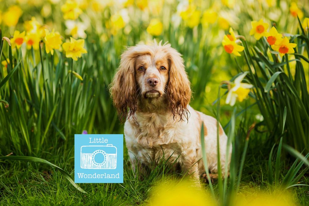 Dog portrait by little wonderland photography widnes cheshire near warrington, runcorn, St Helens, Liverpool, Cheshire