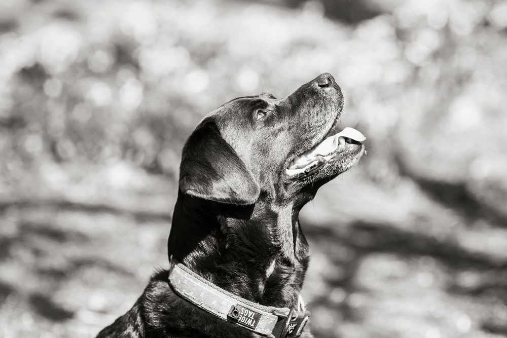 Dog portrait by little wonderland photography widnes cheshire near warrington, runcorn, St Helens, Liverpool, Cheshire