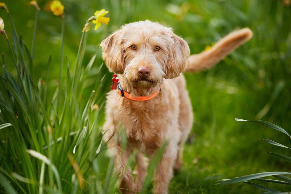 Dog portrait by little wonderland photography widnes cheshire near warrington, runcorn, St Helens, Liverpool, Cheshire