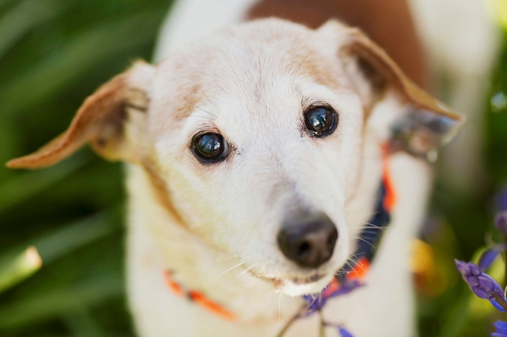 Dog portrait by little wonderland photography widnes cheshire near warrington, runcorn, St Helens, Liverpool, Cheshire