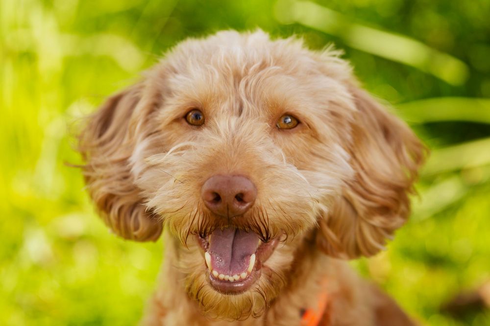 Dog portrait by little wonderland photography widnes cheshire near warrington, runcorn, St Helens, Liverpool, Cheshire