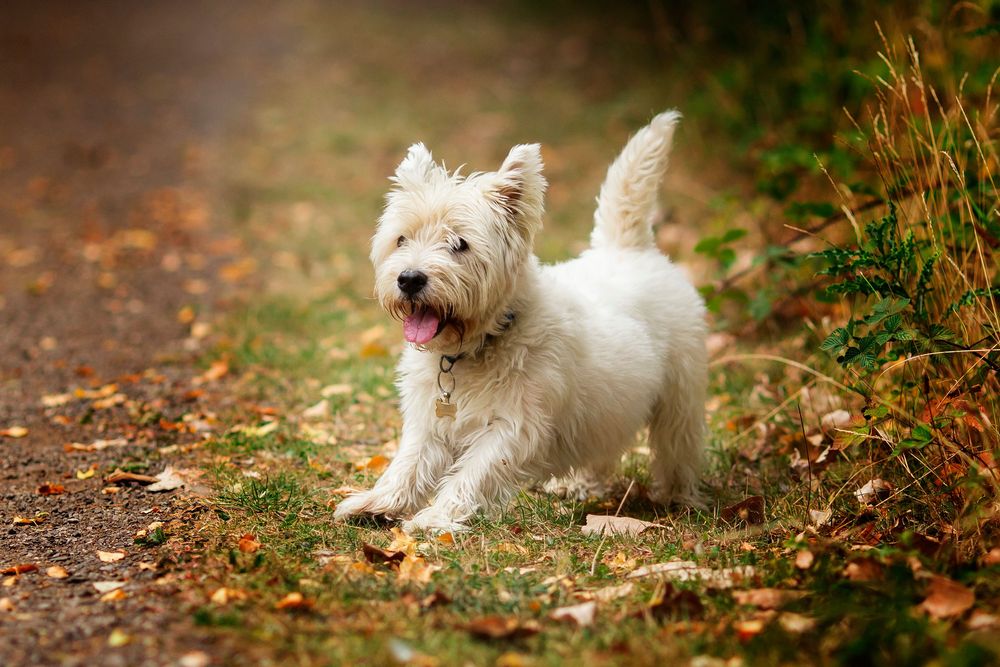 Dog portrait by little wonderland photography widnes cheshire near warrington, runcorn, St Helens, Liverpool, Cheshire