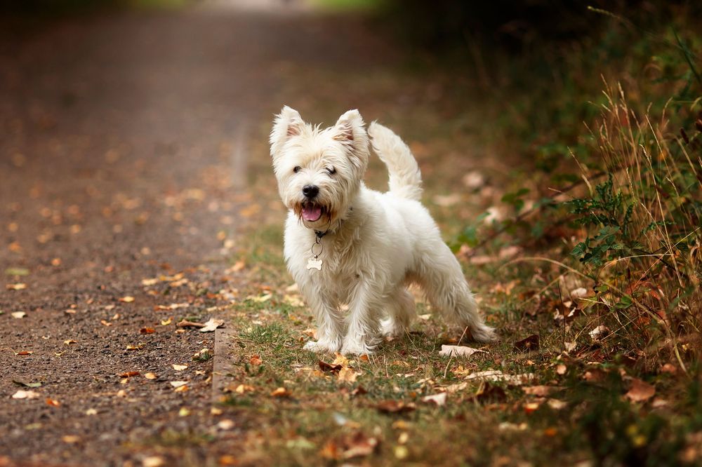 Dog portrait by little wonderland photography widnes cheshire near warrington, runcorn, St Helens, Liverpool, Cheshire