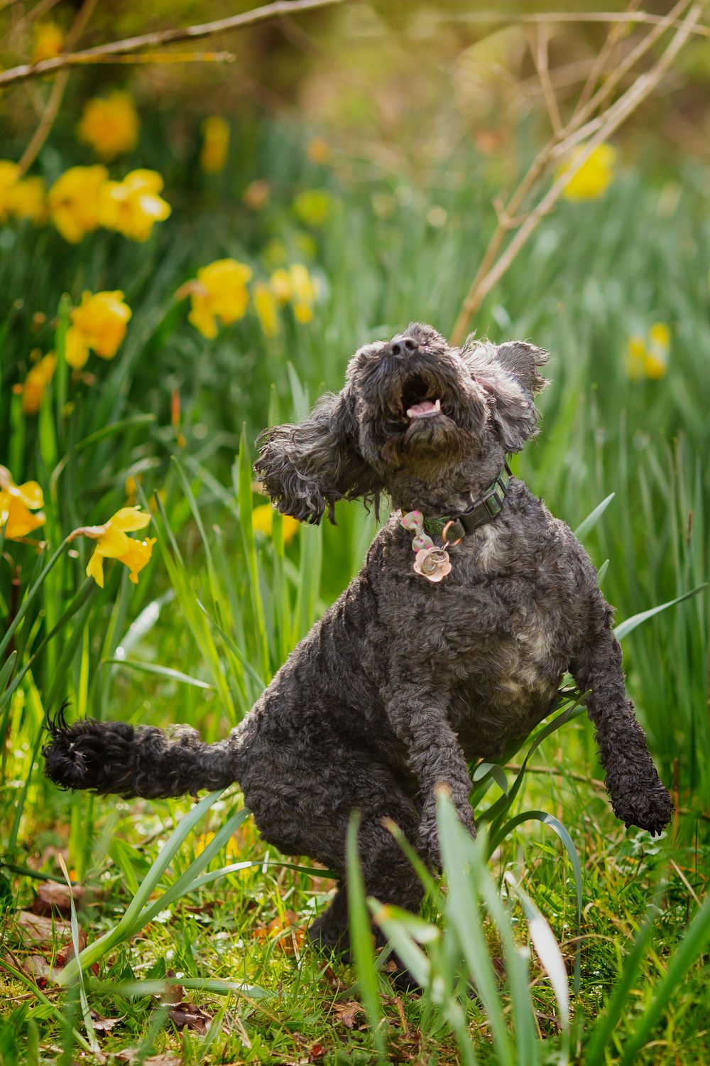 Dog portrait by little wonderland photography widnes cheshire near warrington, runcorn, St Helens, Liverpool, Cheshire