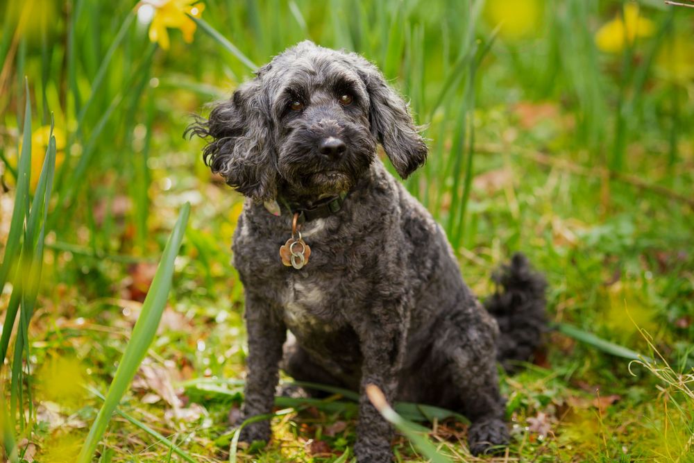 Dog portrait by little wonderland photography widnes cheshire near warrington, runcorn, St Helens, Liverpool, Cheshire