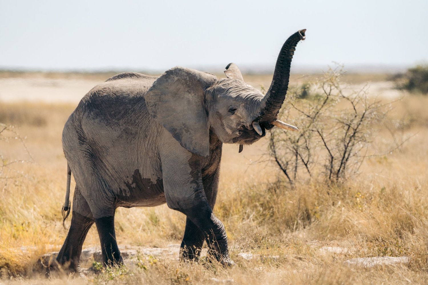 éléphanteau qui lève sa trompe à etosha