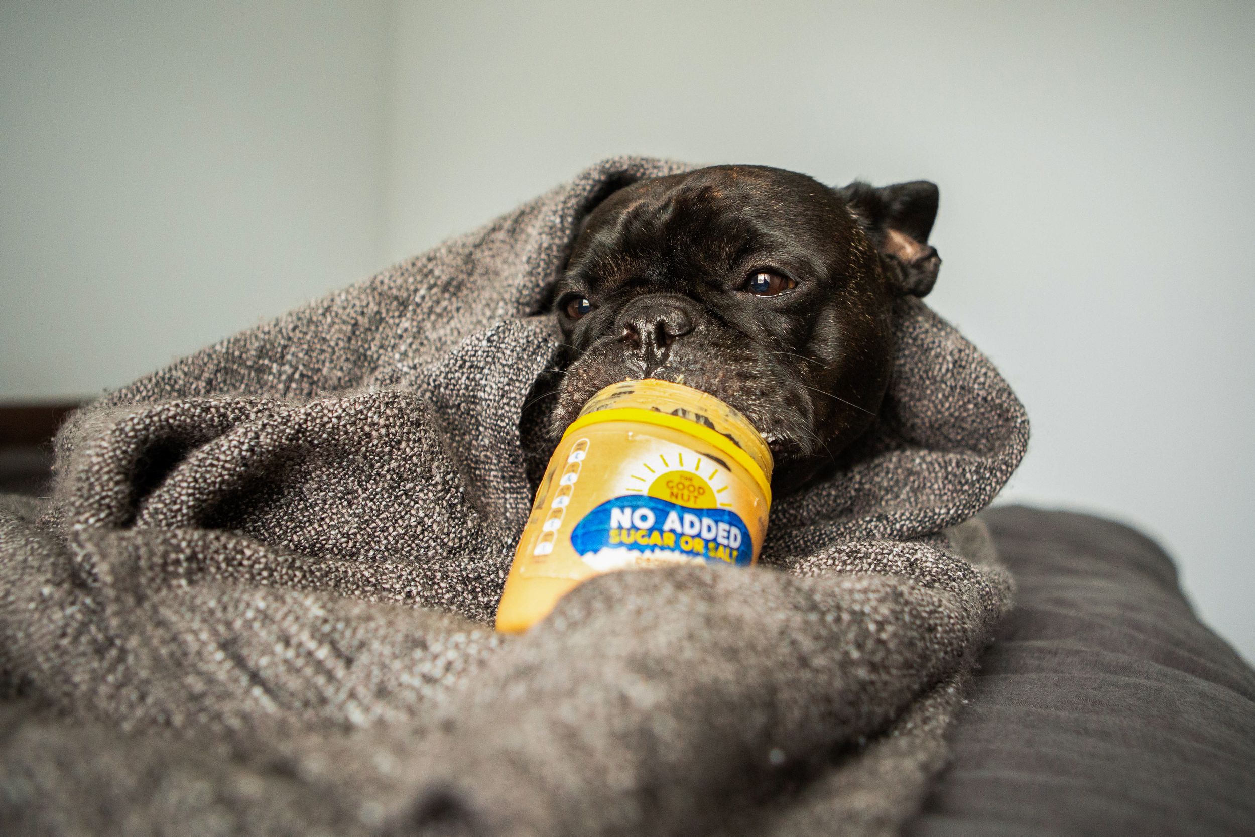 French Bulldog indulging in a jar of peanut butter in Perth