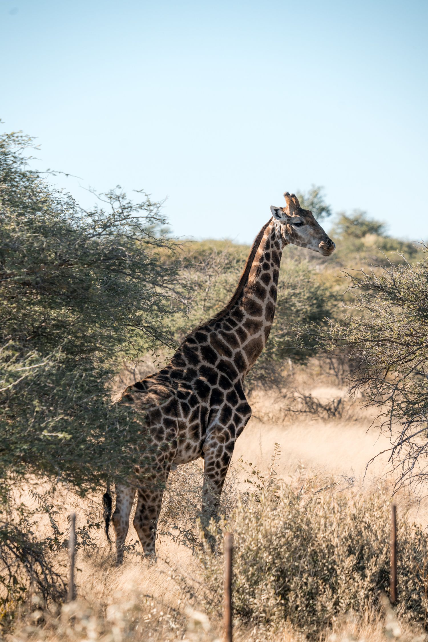 girafe dans la savane