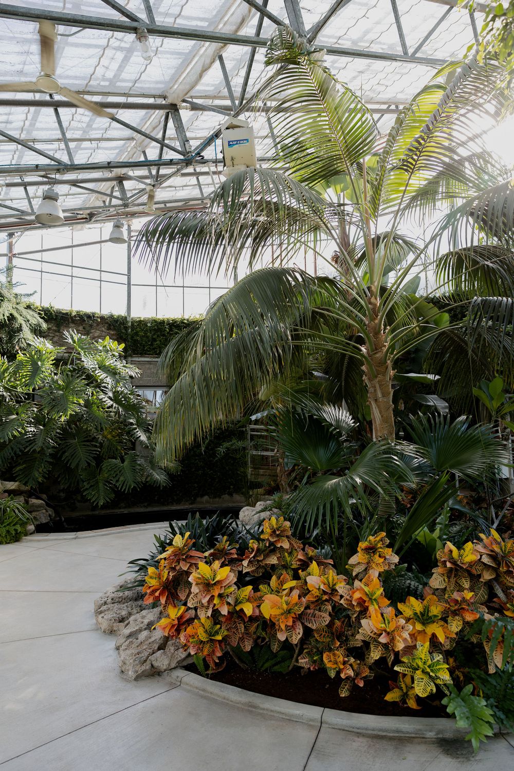 Lush tropical greenhouse interior of the conservatory at civic garden complex in london, ontario.