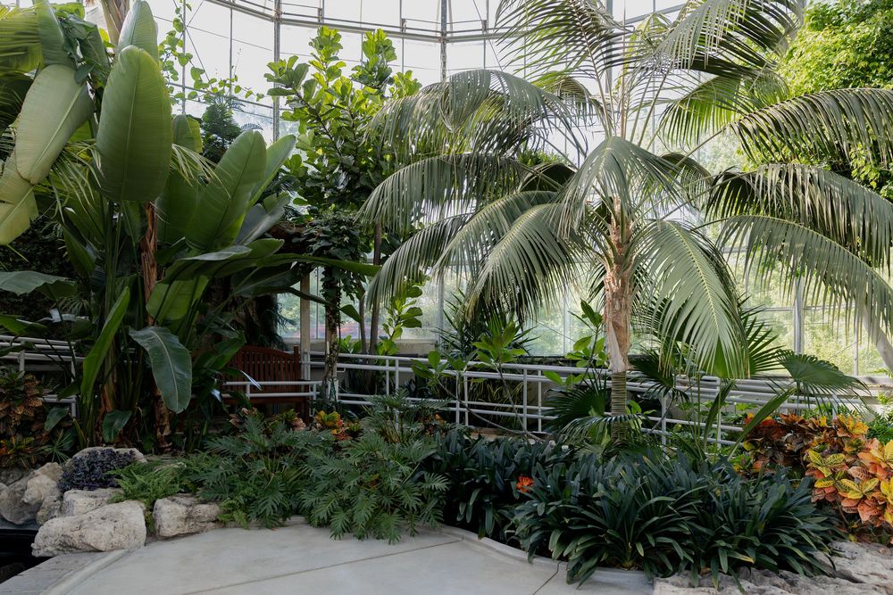 Palm trees, banana plants, and colorful foliage in the conservatory at civic garden complex in london, ontario.