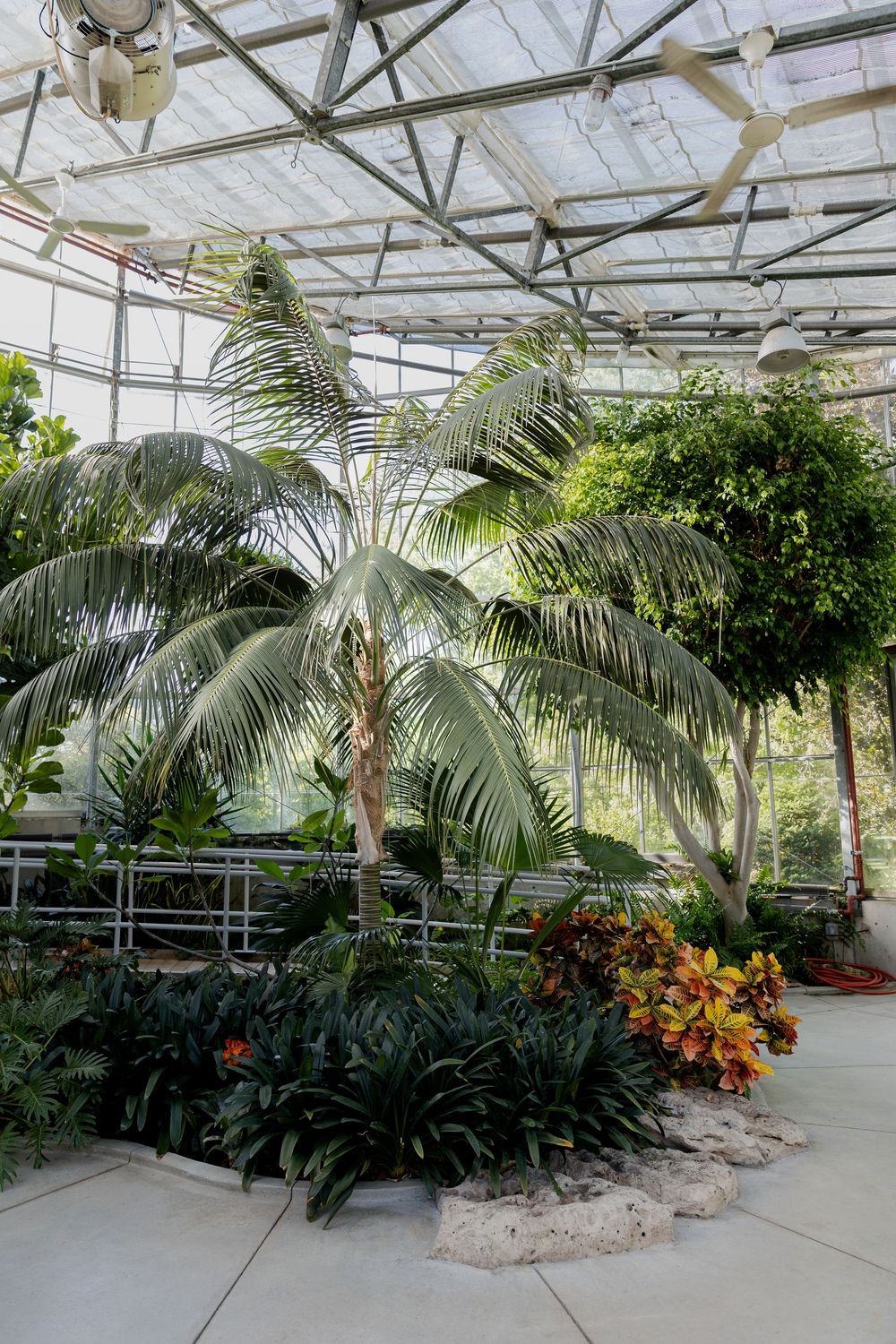 Tropical palm trees and colorful plants inside the conservatory at civic garden complex in london, ontario.