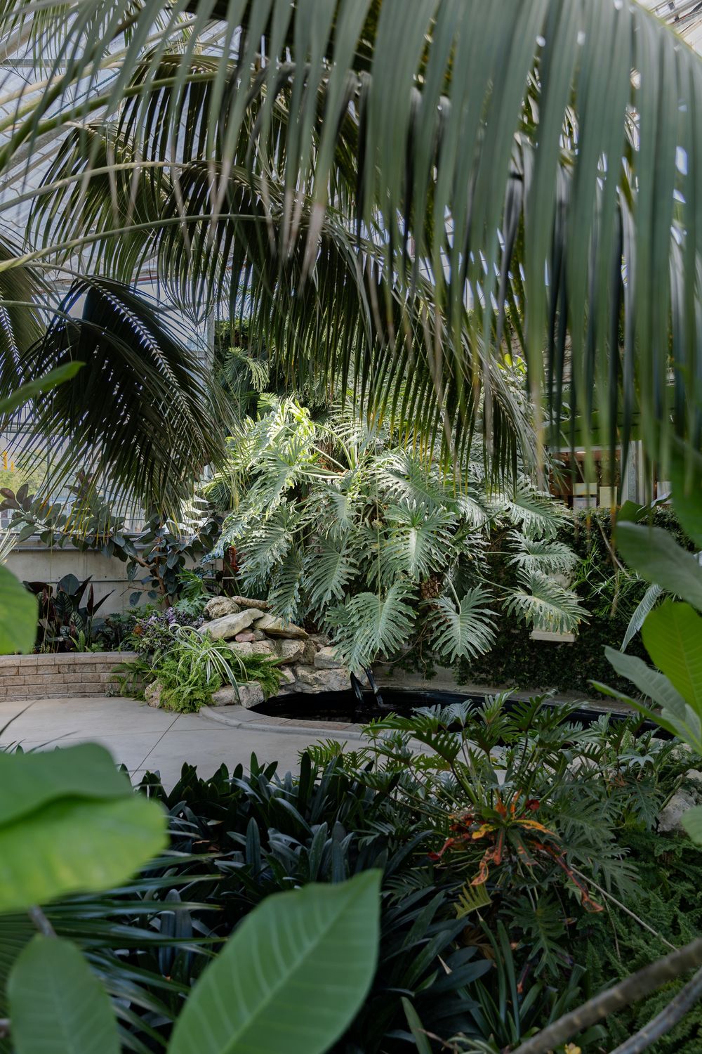 Lush tropical greenhouse garden in the conservatory at civic garden complex in london, ontario.