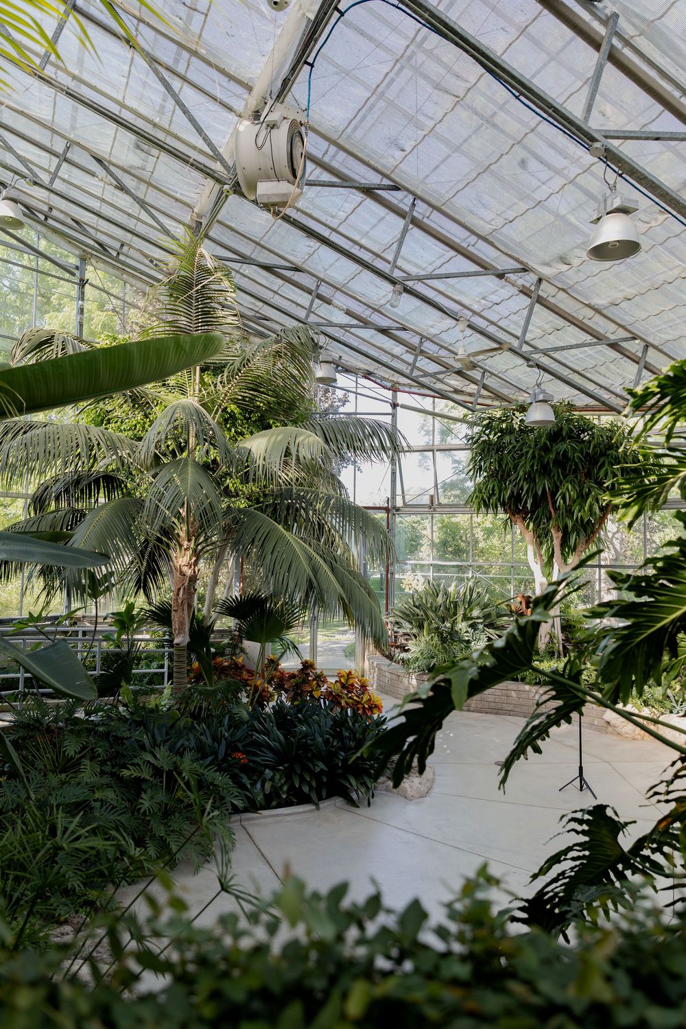 Lush tropical greenhouse interior with palm trees, ferns, and exotic plants in the conservatory at civic garden complex in london, ontario.