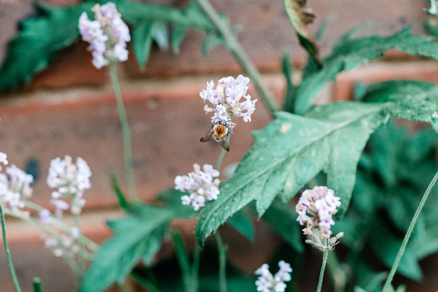A bee pollinating lilac flowers on green leafy plants against a rustic red brick wall backdrop by nature photographer Kathryn Hopkins