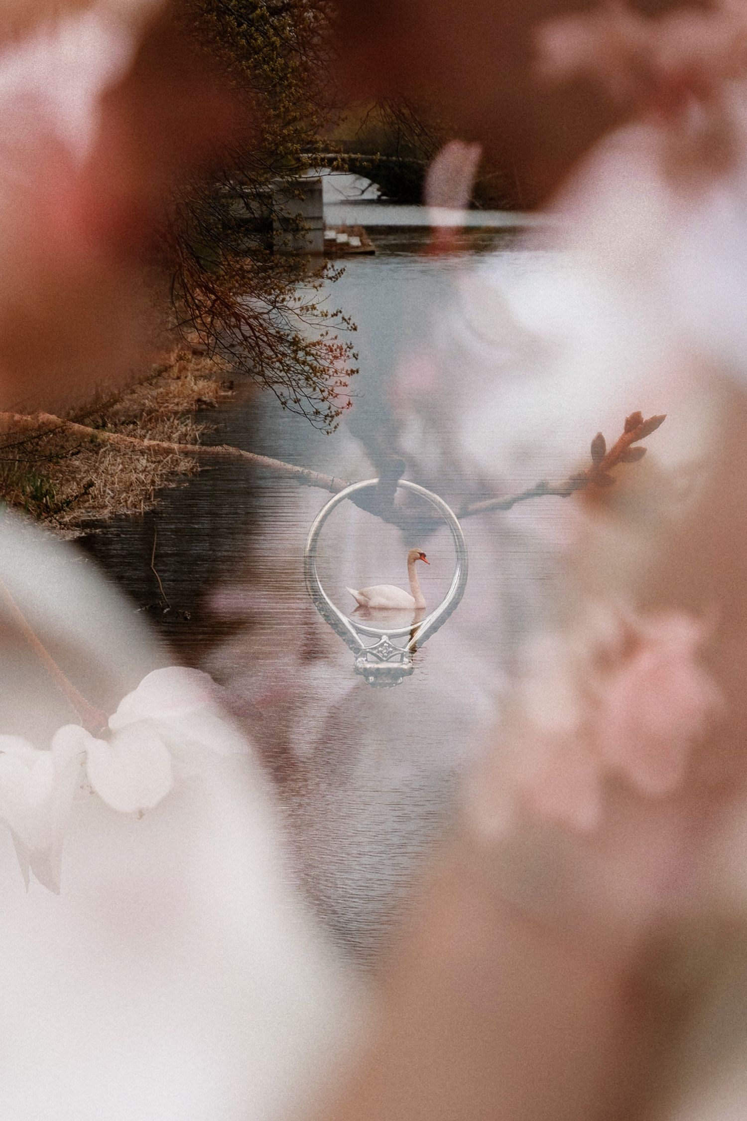 A diamond engagement ring framed by soft pink blossoms with a swan on a serene lake reflected within.