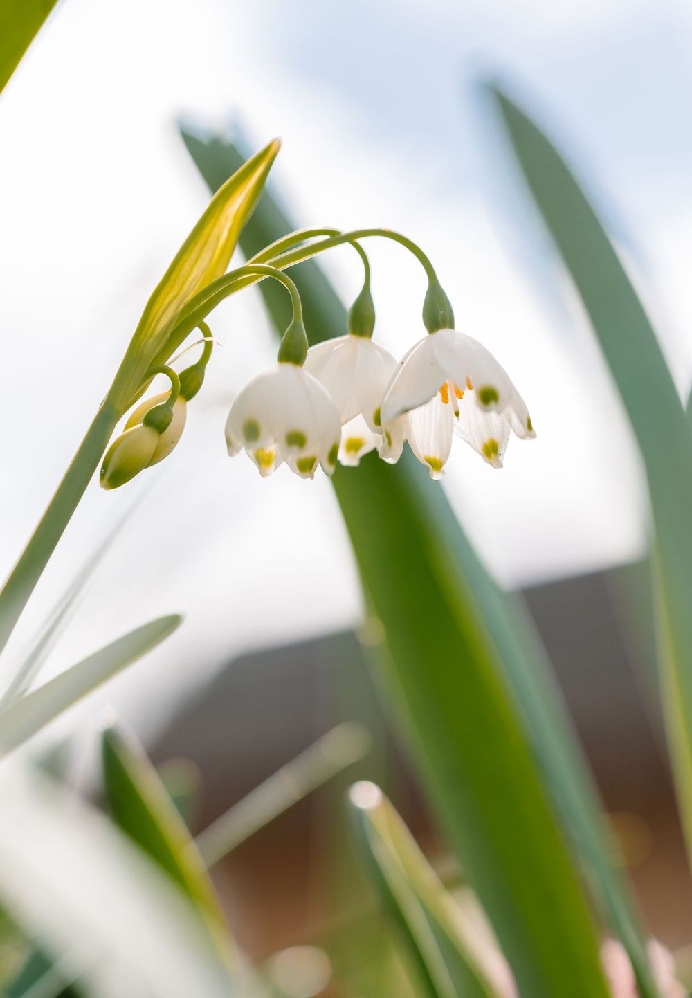 Close-up of delicate white snowdrop flowers with green tips blooming on slender stems against a soft blue sky.