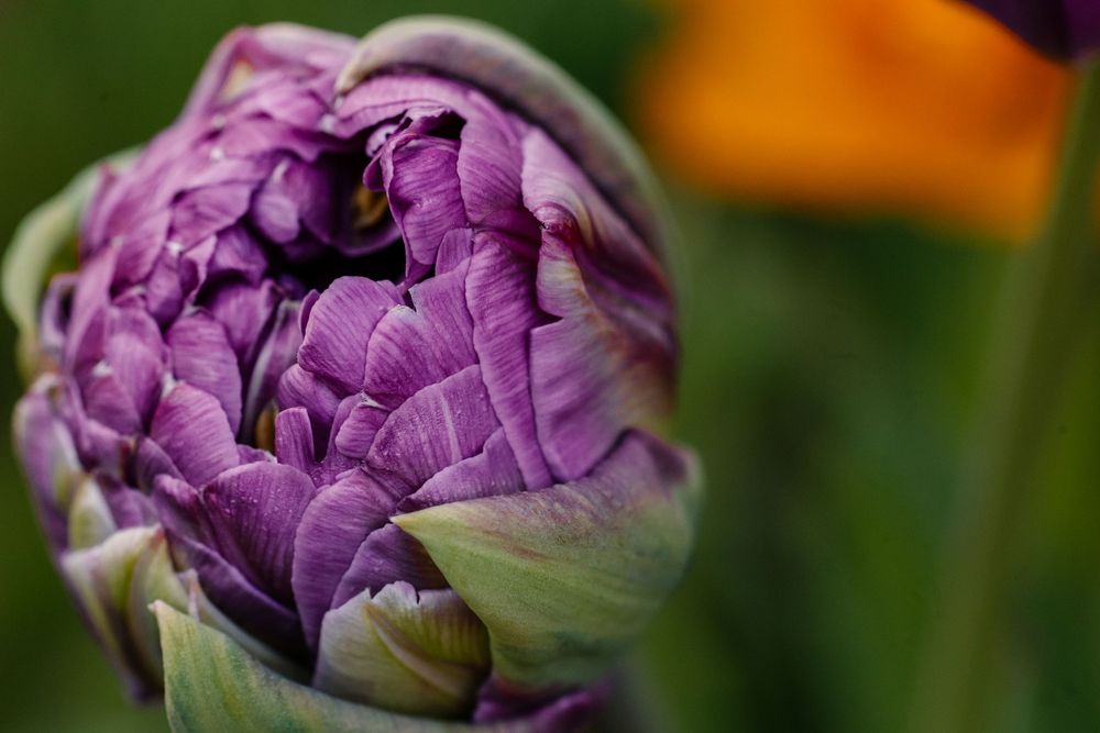Close-up of a purple double tulip bud with layered petals and green sepals, with an orange flower in the background.