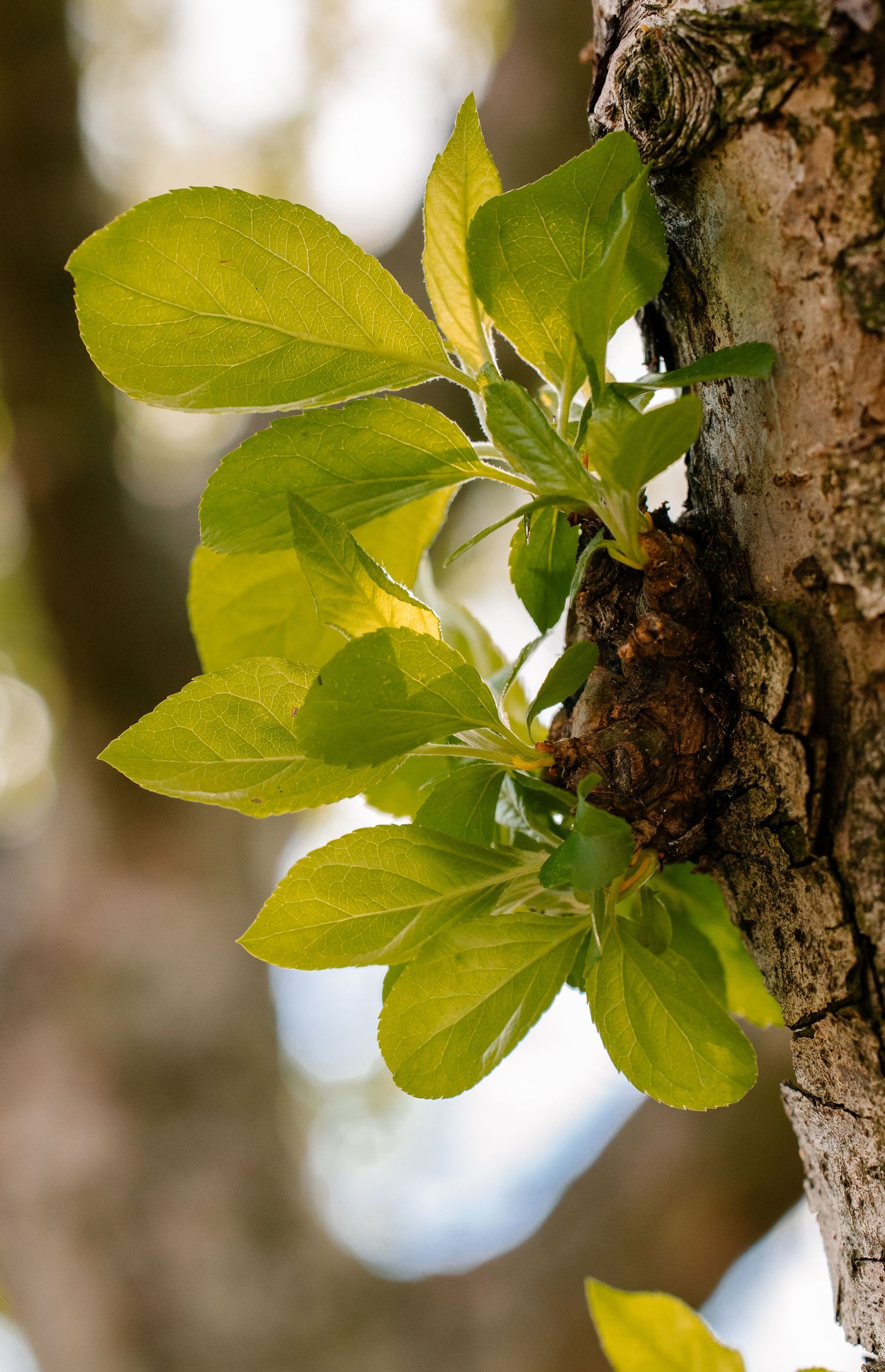 Fresh green leaves sprouting from a tree trunk in spring, with soft bokeh background lighting.