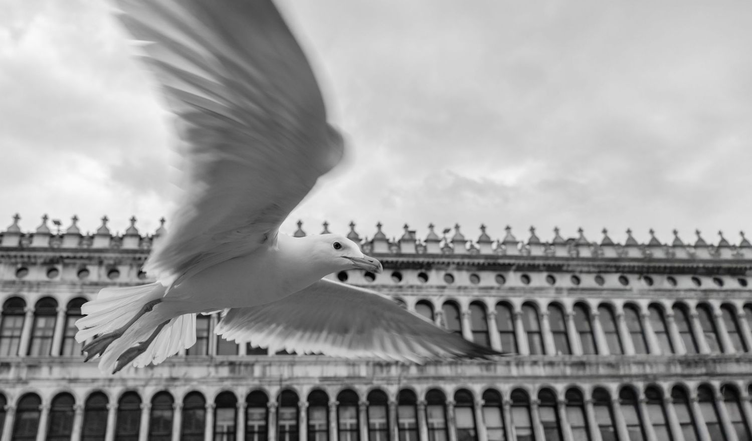 Black and white photo of a seagull in flight before a historic European building facade.