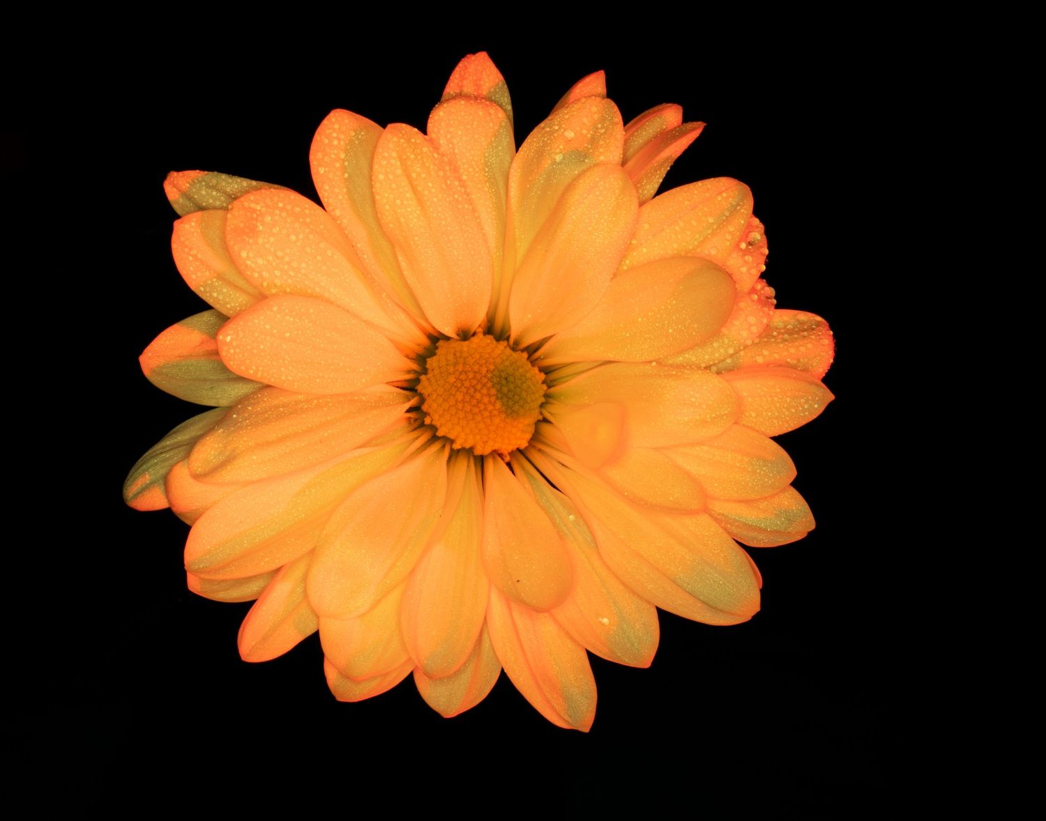 Bright orange daisy flower with water droplets isolated on black background.