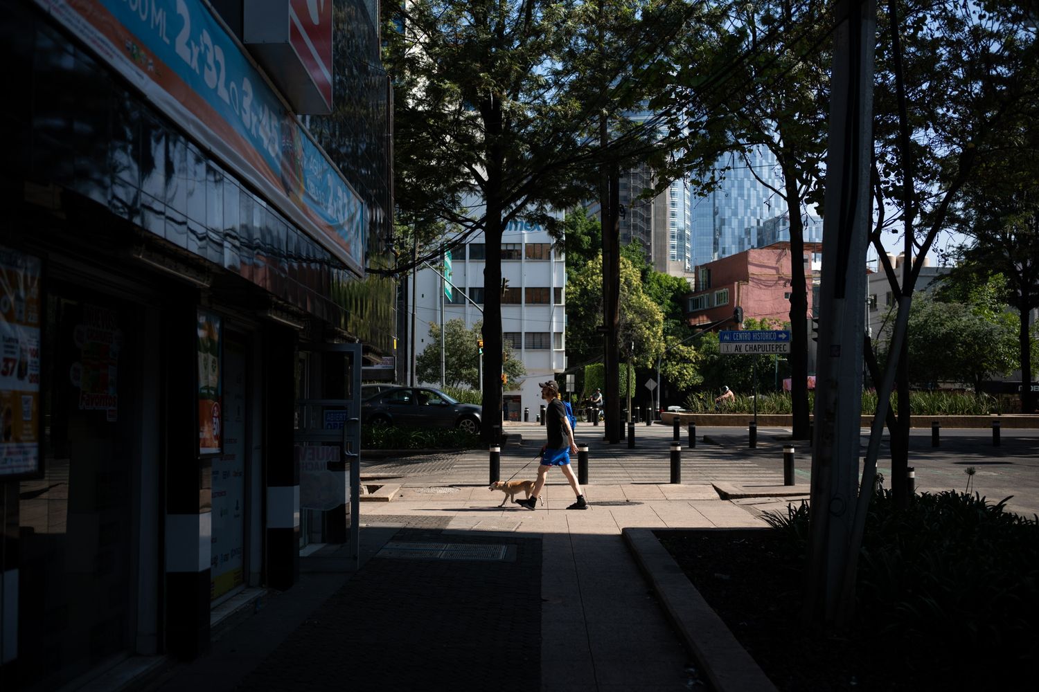 Person walking a dog on a tree-lined urban sidewalk in Asia, with city buildings visible in the background.