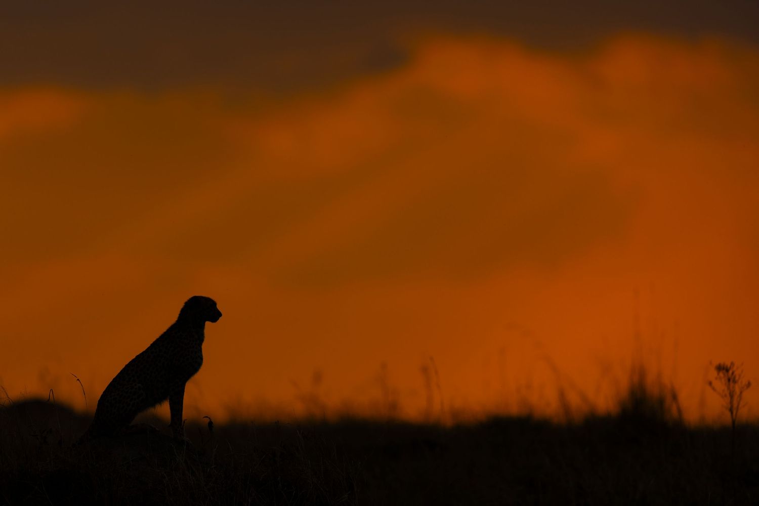 cheetah watching the sunset