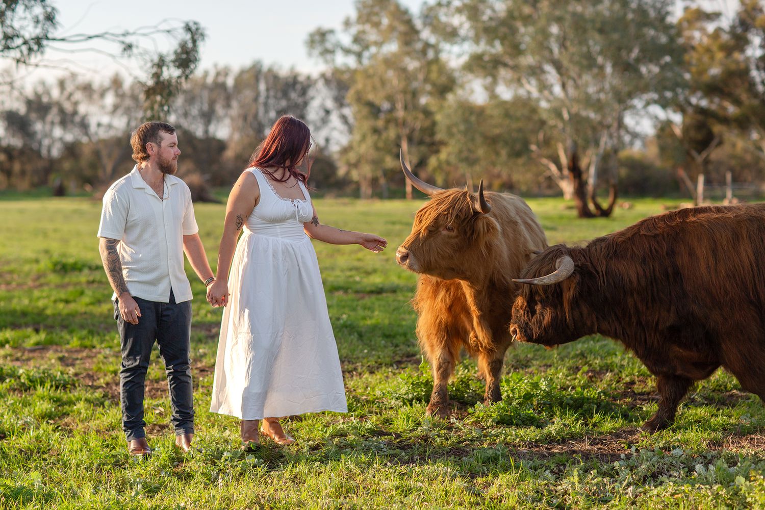 Couple holding hands during an engagement session with Highland Cows in Perth