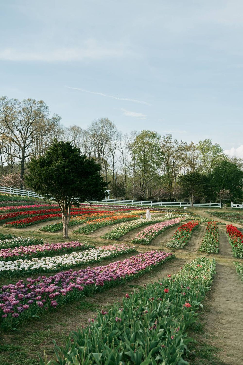 Colorful tulip farm with rows of pink, red, and white flowers under a blue sky Greensboro NC