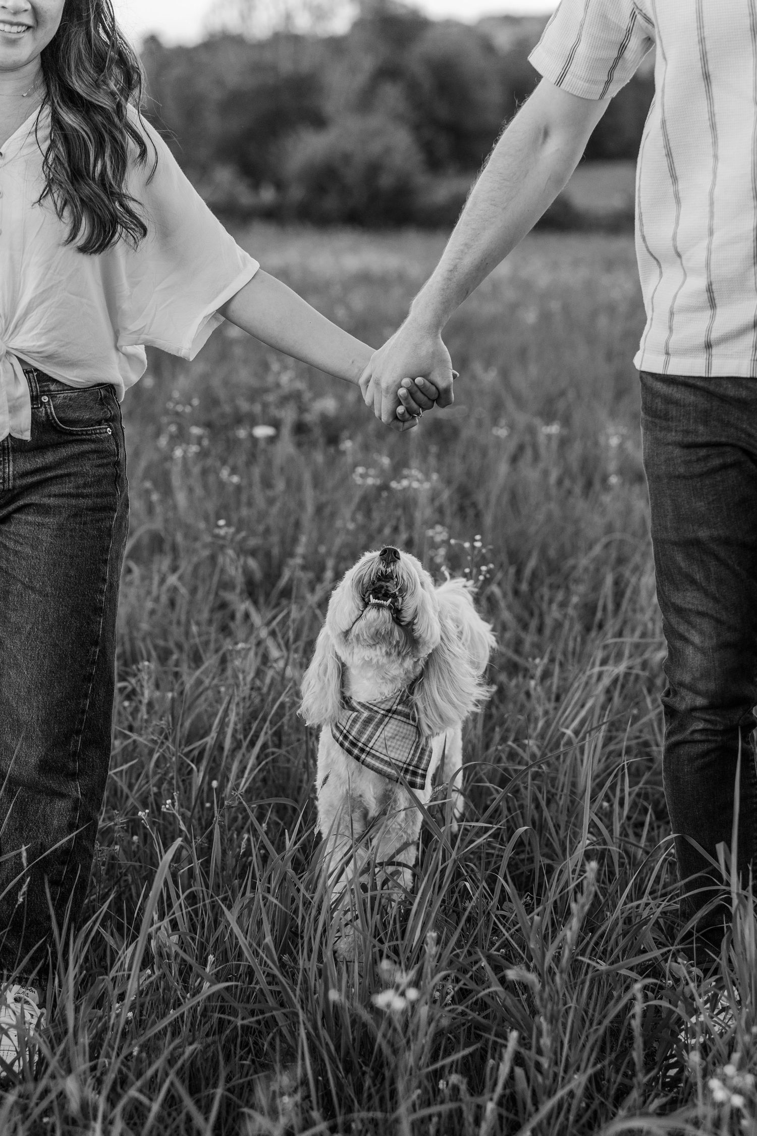 Black and white photo of a couple holding hands in a field with their small dog wearing a plaid harness looking up at them.