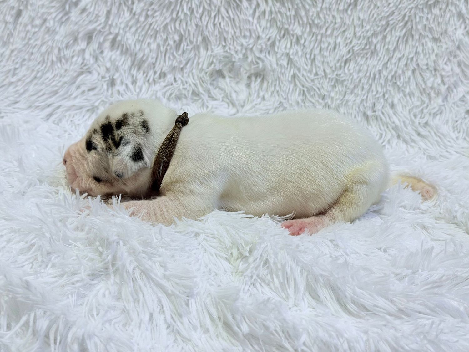 A tiny newborn puppy with white and merle markings sleeps curled up on a fluffy white blanket.