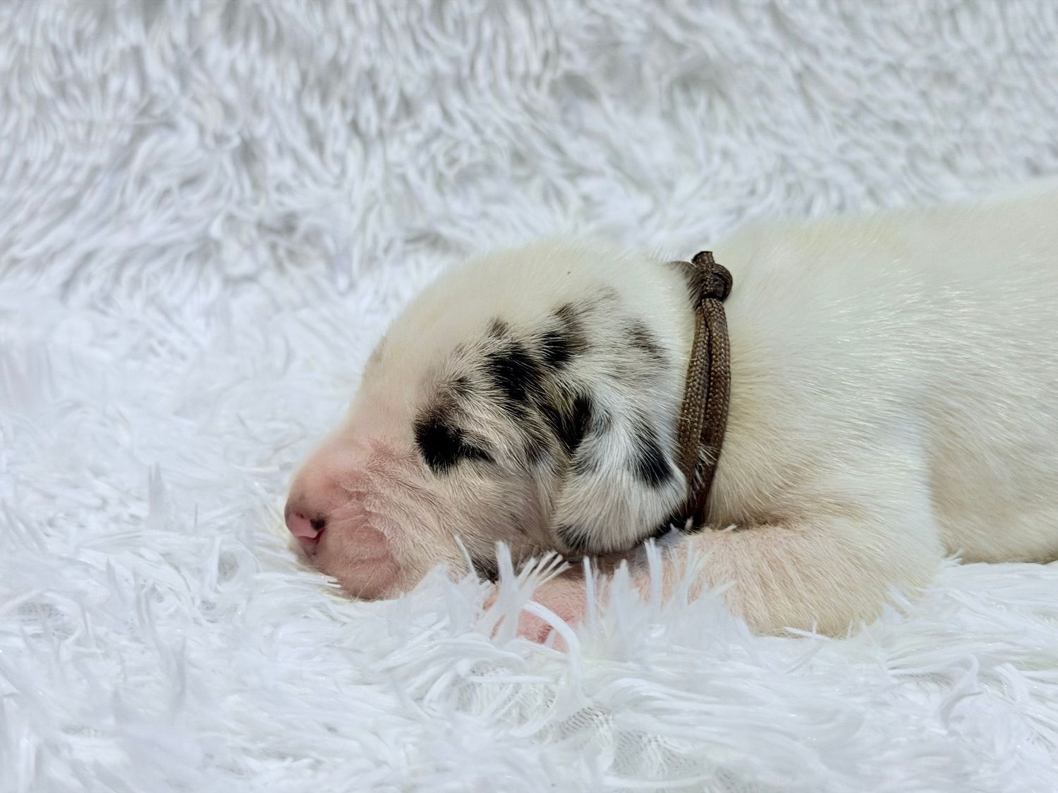 Newborn merle puppy with black spots sleeping on white fluffy blanket wearing a small brown collar.